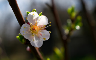 Flower leaves buds macro bokeh - leaf and buds free wallpaper