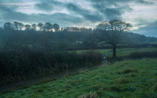 Lone tree grassy field path - a small stream free wallpaper