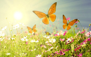 Flower field butterflies sunlight nature - the sun light free wallpaper for desktop