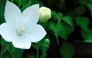 White flower green background fairy - simple free wallpaper