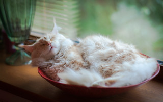 Cat sleeping bowl window vase - soft free wallpaper