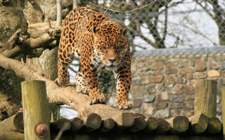 Leopard bridge zoo enclosure stonewall - a stone wall behind free wallpaper