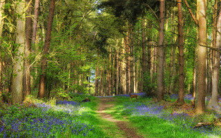 Dirt road forest bluebells tall - the other side free wallpaper for desktop