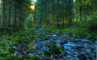 Lush forest stream river nature - the center of the picture free wallpaper for desktop