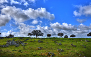 Grassy field trees rocks cloudy - cloud above free wallpaper for desktop