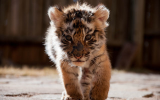 Tiger cub walking dirt field - a dirt field next free wallpaper