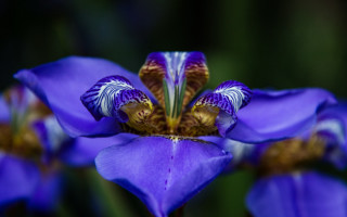 Purple flower yellow center white 2 - a yellow center free wallpaper