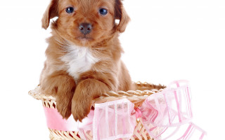 Puppy basket pink ribbon cute - paw free wallpaper