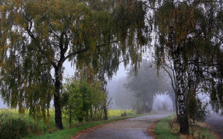 Misty road with trees and - both side of it free wallpaper