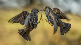 Birds fighting wings open twig - their beak free wallpaper for desktop