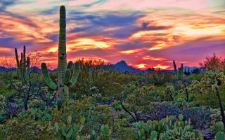 Desert sunset cactus plants mountains 2 - a cactus free wallpaper
