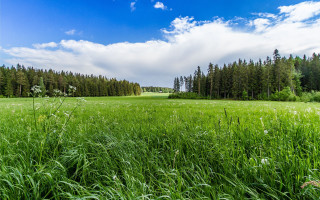 Field trees grass clouds sky - a few cloud free wallpaper for desktop