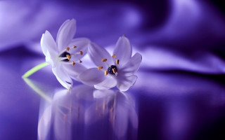 White flowers purple reflection macro - two white flower free wallpaper
