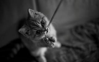 Cat surprised mono blurry depth - a string free wallpaper for desktop