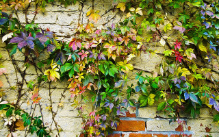 Brick wall vines leaves clocks - the side of the wall free wallpaper