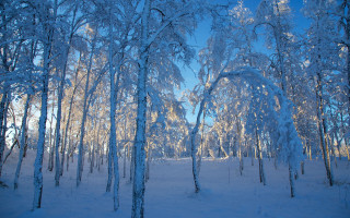 Snowy forest ice trees blue 2 - snow and ice free wallpaper
