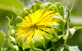Yellow flower green leaves macro 9 - the background and a blurry background of the flower free wallpaper
