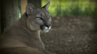 Mountain lion closeup blurry background - animal free wallpaper for desktop