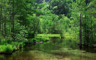 River forest green nature scenery - a forest in the background free wallpaper for desktop