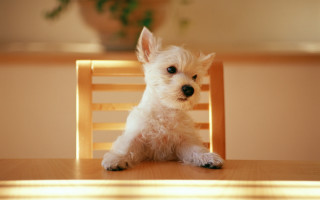 Small white dog wooden chair 4 - a small white dog free wallpaper