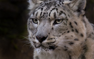 Snow leopard staring camera blurry 2 - a snow leopard free wallpaper