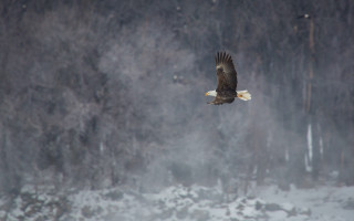 Bald eagle flying snow forest - over a snow free wallpaper