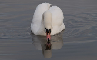 Swan reflection water nature puzzle - reflective free wallpaper