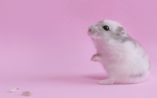 White hamster rococo pastel gradient - its front paw free wallpaper for desktop