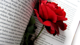 Red rose love book romanticism - the word love free wallpaper