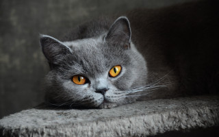 Gray cat yellow eyes sad 5 - a gray cat free wallpaper for desktop