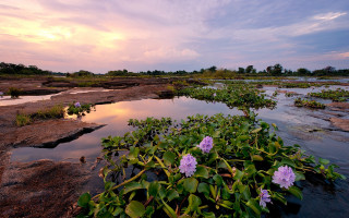 Small pond purple flowers sunset - a small pond free wallpaper