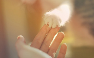 Person holding cat paw microscopic - sharp claw free wallpaper