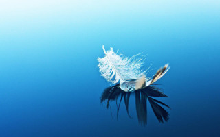 Feather floating water blue reflection - a feather free wallpaper