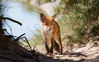 Fox sand tree water grass - grass and bushes free wallpaper