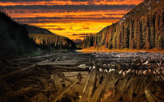 Sunset mountain lake fallen tree - fallen free wallpaper