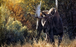 Large animals horns autumn nature - oil painting free wallpaper
