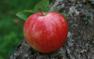 Red apple forest leaf blurry - eve disher free wallpaper