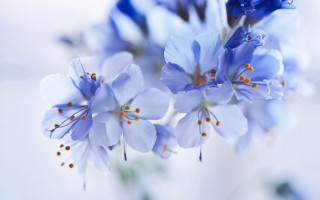 Blue flower bouquet floral background - blue flower free wallpaper for desktop