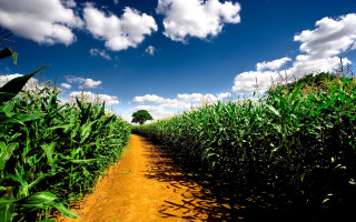 Dirt road cornfield trees sunny - a dirt road free wallpaper