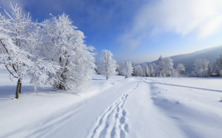 Snowy road tracks trees blue - free winter wallpaper