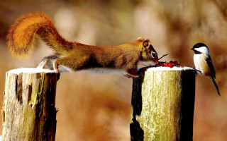 Squirrel bird feeder woods sunset - a piece of food free wallpaper