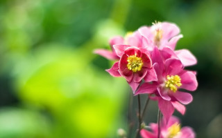 Pink flower bokeh macro daisy - a blurry background of leaves and grass free wallpaper