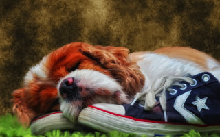 Dog sleeping shoe grass photorealistic - his head on free wallpaper