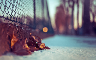 Fence leaves light winter blurry - a blurry background free wallpaper for desktop