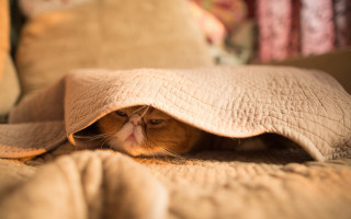 Cat hiding blanket bed pillows - under a blanket free wallpaper