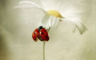 Two ladybugs flower white background - a yellow center free wallpaper