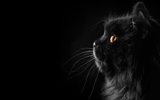 Black cat orange eyes looking 2 - orange eye free wallpaper