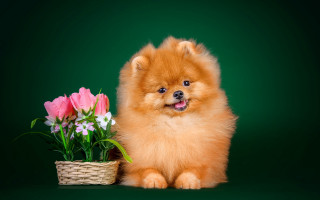 Shiba inu flower basket green - a basket of flowers free wallpaper