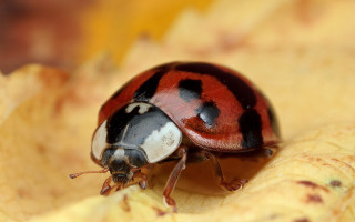 Ladybug yellowflower garden macro blurry - a garden area free wallpaper for desktop