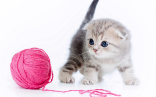 Kitten playing ball yarn pink - a cross stitch free wallpaper